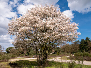 Naklejka premium Blooming juneberry tree, Amelanchier lamarkii, at crossing footpath and bike path in Zuiderheide nature reserve in Het Gooi, North Holland, Netherlands