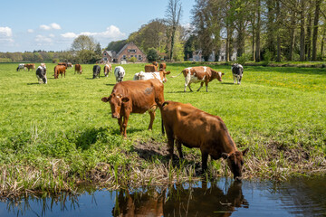 Diary cows drinking water and grazing on pasture in polder between 's-Graveland and Hilversum, Netherlands