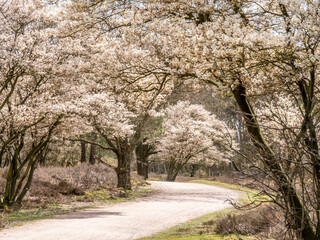 Obraz premium Juneberry trees, Amelanchier lamarkii, blooming in Zuiderheide nature reserve in Het Gooi, North Holland, Netherlands