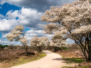 Juneberry trees, Amelanchier lamarkii, blooming in Zuiderheide nature reserve in Het Gooi, North Holland, Netherlands