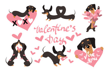 Collection of dachshund dogs for valentine's day. Vector illustration