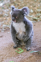 A Curious Koala Exploring the Grounds