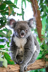 A Curious Koala Amidst Lush Greenery