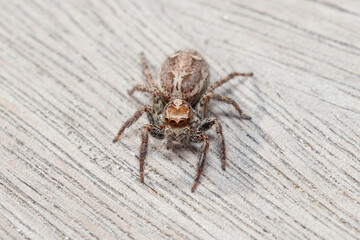 Female Plexippus paykulli spider walking on a wooden floor. High quality photo