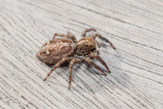 Female Plexippus paykulli spider walking on a wooden floor. High quality photo