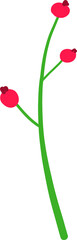 Hand drawn flower illustration on transparent background.