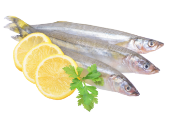 Smeelt fish isolated