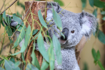 Obraz premium A Curious Koala Clings to a Green Branch