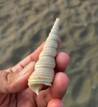 Sea shell on hand at the beach. Turritella Terebra, species of sea snail from Turritellidae. Selective focus.
