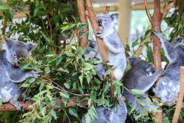 Koala relishing fresh eucalyptus leaves in the wild
