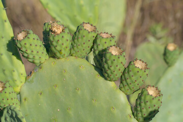 Cactus del mediterraneo tarragona