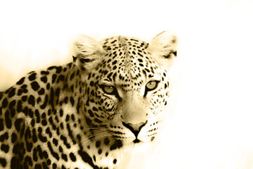 High key leopard closeup in sepia