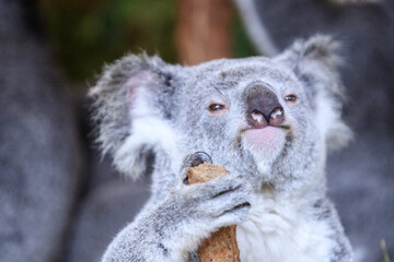 Koala relishing fresh eucalyptus leaves in the wild