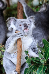 Koala relishing fresh eucalyptus leaves in the wild