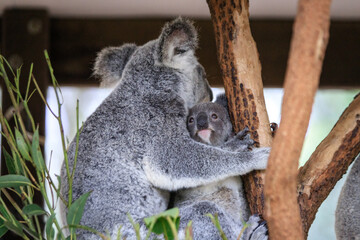 A Tender Moment: Mother Koala with Her Joey