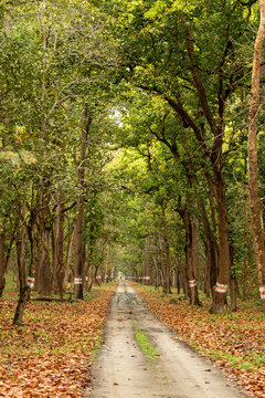 Scenic straight road in wild with canopy of tall and long sal trees or Shorea robusta in pattern during summer season wildlife safari at pilibhit national park forest tiger reserve uttar pradesh india