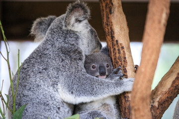 Obraz premium A Tender Moment: Mother Koala with Her Joey