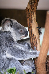 A Koala’s Love and Care for Her Joey