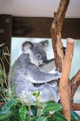 A Koala’s Love and Care for Her Joey