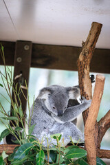 A Koala’s Love and Care for Her Joey