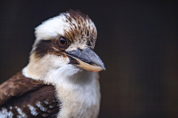 A Close Glimpse of a Majestic Kookaburra