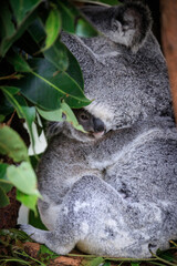 Obraz premium A Tender Moment: Mother Koala with Her Joey
