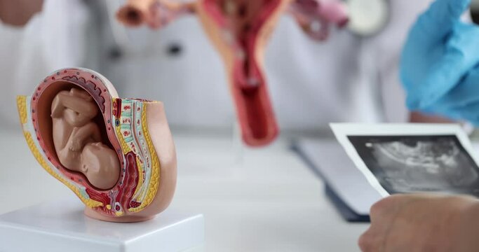 Model of embryo and ultrasound of uterus. Examination of a pregnant woman and IVF