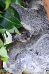 A Tender Moment: Mother Koala with Her Joey