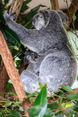 A Tender Moment: Mother Koala with Her Joey