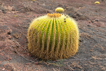 Close up view. Golden Barrel Cactus or Echinocactus grusonii. 