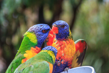 Rainbow Lorikeets: A Colorful Avian Encounter