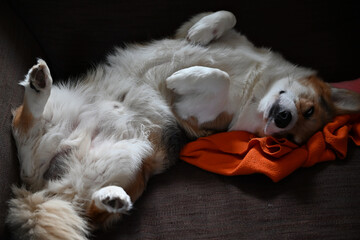 A Pembroke corgi basking in the winter sun warming his belly while he sleeps on his back on a sofa...