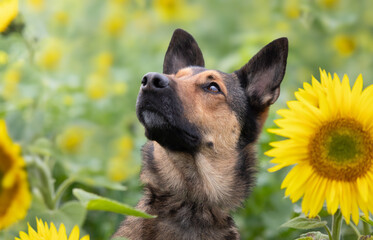 Dog in sunflowers