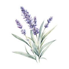 lavender-floral-frame-captures-attention-in-watercolor-illustration-minimalist-style-commands
