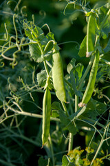 Sugar peas with flowers and pods in the vegetable garden over blurry background..