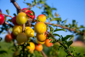 Ripe cherry plum berries in the garden on a tree. Growing cherry plums in a orchard..