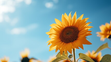 Obraz premium Close up sunflower with blurred blue sky background. Sunflower blooming. Generated AI