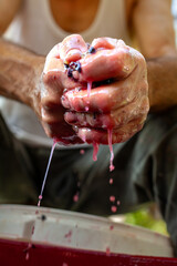 Expert Farmers Hands Pressing Grapes to Make  own wine - Close Up
