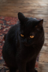 domestic cat indoors. The photo captures the solitary elegance of this beloved companion, showcasing the peaceful presence of a domestic cat in a cozy indoor setting.