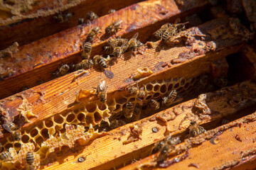 Open hive showing the bees swarming on a honeycomb..