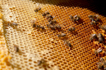 Working bees on the brown honeycomb with sweet honey..