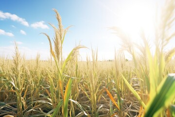 Fototapeta premium energy crop miscanthus bundled in a sunny field