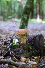 Single Boletus edulis or porcini mushroom growing in the forest. .