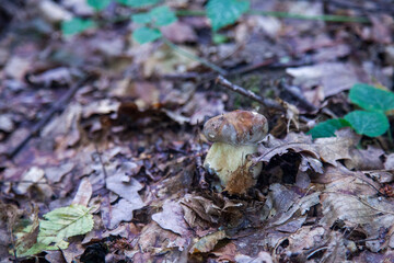 Single Boletus edulis or porcini mushroom growing in the forest. .