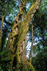 Mystical Forest Giants: The Dance of Ancient Trees