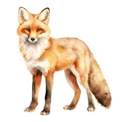 Fototapeta premium Fox watercolor illustration. Painting of forest animal on white background