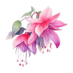 Naklejka premium Fuchsia flower watercolor illustration. Floral blooming blossom painting on white background
