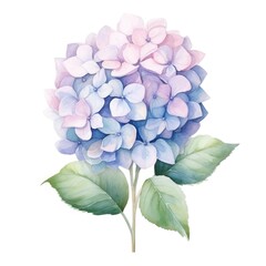Fototapeta na wymiar Hydrangea flower watercolor illustration. Floral blooming blossom painting on white background