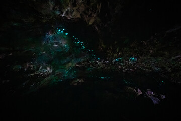 Bioluminescent Wonderland at Natural Bridge Cave