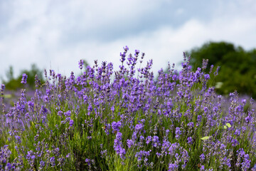 Purple flowers of wild mountain lavender against the sky in the European mountains